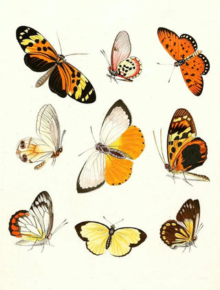 Johann Heinrich Sulzer - Dr Sulzers Short History of Insects Pl 14.webp