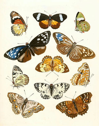 Johann Heinrich Sulzer - Dr Sulzers Short History of Insects Pl 15.webp