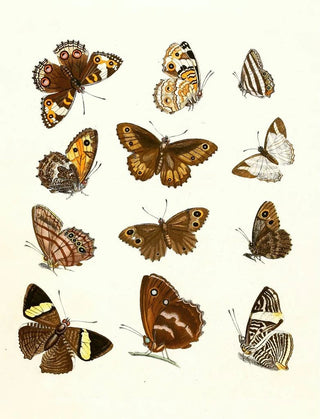 Johann Heinrich Sulzer - Dr Sulzers Short History of Insects Pl 16.webp