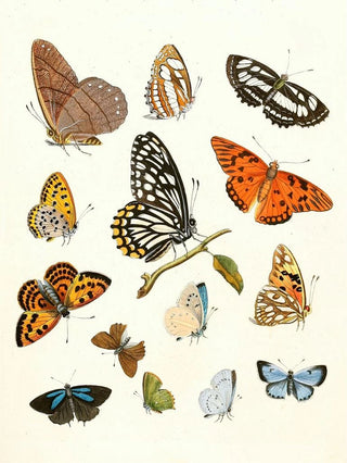 Johann Heinrich Sulzer - Dr Sulzers Short History of Insects Pl 17.webp
