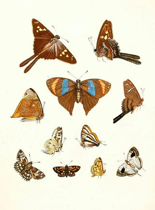 Johann Heinrich Sulzer - Dr Sulzers Short History of Insects Pl 18.webp