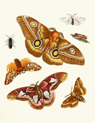 Johann Heinrich Sulzer - Dr Sulzers Short History of Insects Pl 20.webp