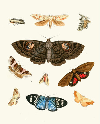 Johann Heinrich Sulzer - Dr Sulzers Short History of Insects Pl 21.webp