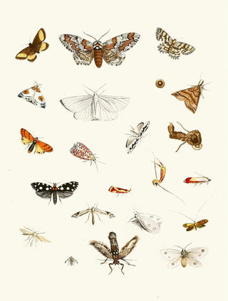 Johann Heinrich Sulzer - Dr Sulzers Short History of Insects Pl 22.webp