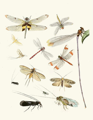 Johann Heinrich Sulzer - Dr Sulzers Short History of Insects Pl 23.webp