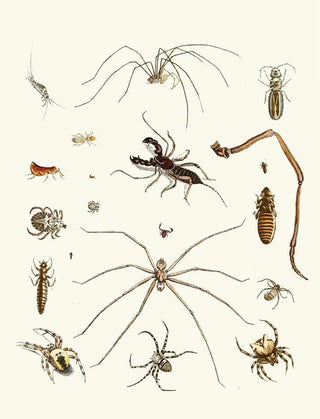 Johann Heinrich Sulzer - Dr Sulzers Short History of Insects Pl 28.webp