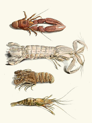 Johann Heinrich Sulzer - Dr Sulzers Short History of Insects Pl 31.webp