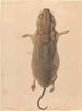 Een veldmuis gezien vanuit de lucht - Johann Rudolph Schellenberg — weergave van het kunstwerk