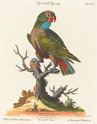 Johann Sebastian Leitner - Leitner after George Edwards Parrot.webp