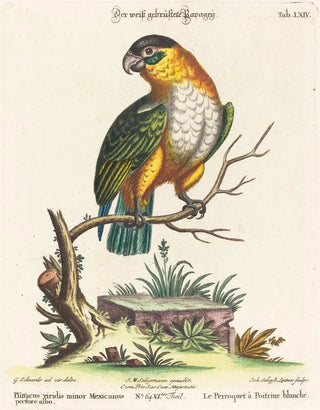 Johann Sebastian Leitner - Psittacus viridis minor Mexicanus.webp