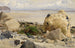 Rotsachtige Strand - Johann Wilhelm Schirmer — weergave van het kunstwerk