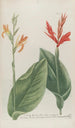 Phytanthoza iconographia Pl020 - Johann Wilhelm Weinmann — weergave van het kunstwerk