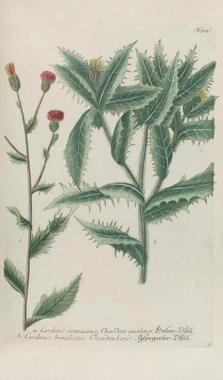 Johann Wilhelm Weinmann - Phytanthoza iconographia Pl032.webp