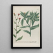 Phytanthoza iconographia Pl032 - Johann Wilhelm Weinmann — framed artwork on a wall