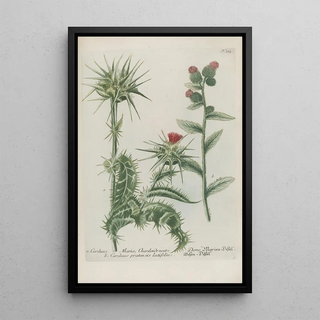 Johann Wilhelm Weinmann - Phytanthoza iconographia Pl036.webp