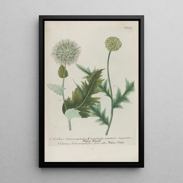 Johann Wilhelm Weinmann - Phytanthoza iconographia Pl037.webp
