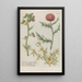 Phytanthoza iconographia Pl039 - Johann Wilhelm Weinmann — framed artwork on a wall