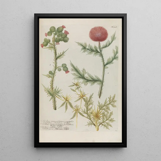 Johann Wilhelm Weinmann - Phytanthoza iconographia Pl039.webp