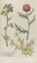 Phytanthoza iconographia Pl039 - Johann Wilhelm Weinmann — artwork view