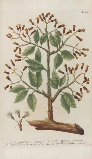 Johann Wilhelm Weinmann - Phytanthoza iconographia Pl047.webp