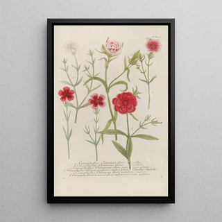 Johann Wilhelm Weinmann - Phytanthoza iconographia Pl052.webp