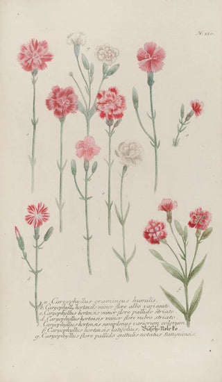 Johann Wilhelm Weinmann - Phytanthoza iconographia Pl053.webp