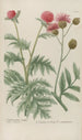 Phytanthoza iconographia Pl070 - Johann Wilhelm Weinmann — weergave van het kunstwerk