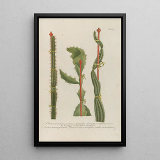 Johann Wilhelm Weinmann - Phytanthoza iconographia Pl081.webp