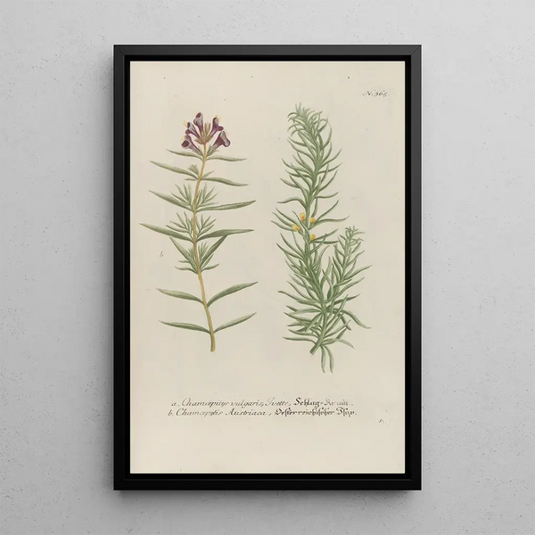 Johann Wilhelm Weinmann - Phytanthoza iconographia Pl088.webp