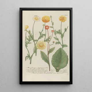 Johann Wilhelm Weinmann - Phytanthoza iconographia Pl102.webp