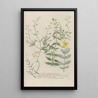 Johann Wilhelm Weinmann - Phytanthoza iconographia Pl113.webp