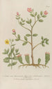 Phytanthoza iconographia Pl114 - Johann Wilhelm Weinmann — weergave van het kunstwerk