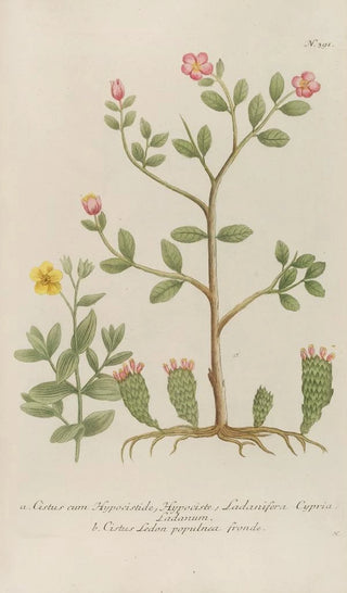 Johann Wilhelm Weinmann - Phytanthoza iconographia Pl114.webp