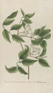 Phytanthoza iconographia Pl116 - Johann Wilhelm Weinmann — weergave van het kunstwerk