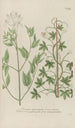 Phytanthoza iconographia Pl117 - Johann Wilhelm Weinmann — weergave van het kunstwerk