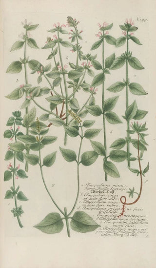 Johann Wilhelm Weinmann - Phytanthoza iconographia Pl122.webp