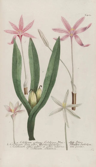 Johann Wilhelm Weinmann - Phytanthoza iconographia Pl126.webp