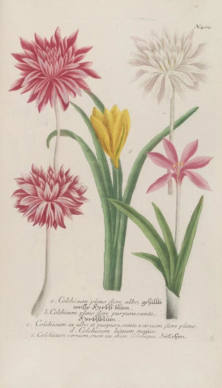 Johann Wilhelm Weinmann - Phytanthoza iconographia Pl127.webp