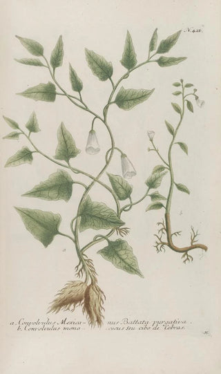 Johann Wilhelm Weinmann - Phytanthoza iconographia Pl144.webp