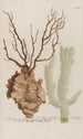 Phytanthoza iconographia Pl151 - Johann Wilhelm Weinmann — weergave van het kunstwerk