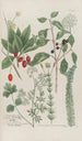 Phytanthoza iconographia Pl152 - Johann Wilhelm Weinmann — weergave van het kunstwerk