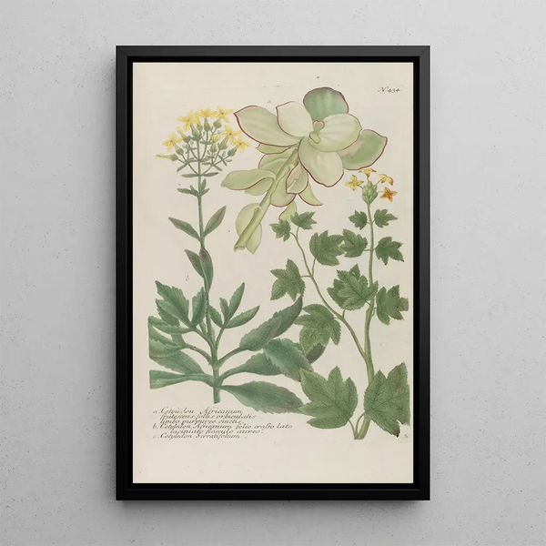 Johann Wilhelm Weinmann - Phytanthoza iconographia Pl157.webp