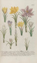Phytanthoza iconographia Pl161 - Johann Wilhelm Weinmann — weergave van het kunstwerk