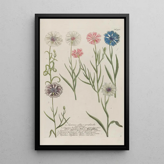 Johann Wilhelm Weinmann - Phytanthoza iconographia Pl174.webp