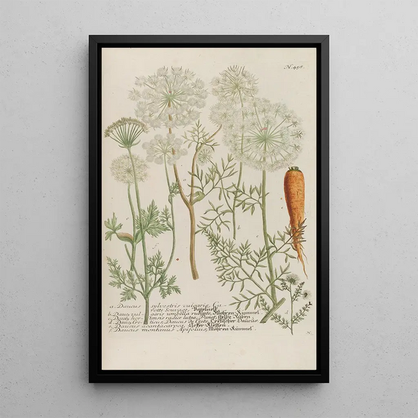 Johann Wilhelm Weinmann - Phytanthoza iconographia Pl181.webp