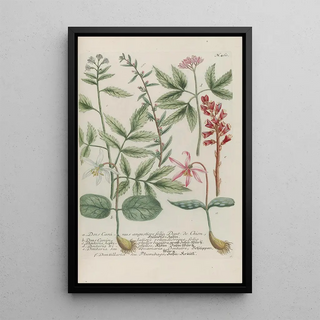 Johann Wilhelm Weinmann - Phytanthoza iconographia Pl183.webp