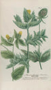 Phytanthoza iconographia Pl188 - Johann Wilhelm Weinmann — weergave van het kunstwerk