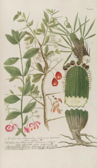 Johann Wilhelm Weinmann - Phytanthoza iconographia Pl217.webp