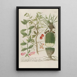 Johann Wilhelm Weinmann - Phytanthoza iconographia Pl217.webp