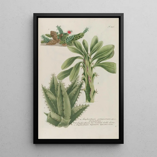 Johann Wilhelm Weinmann - Phytanthoza iconographia Pl220.webp